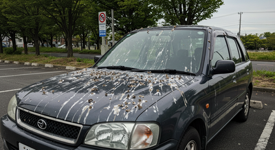 鳥のフンで車にできた白いシミ!塗装を傷めず除去する方法5選